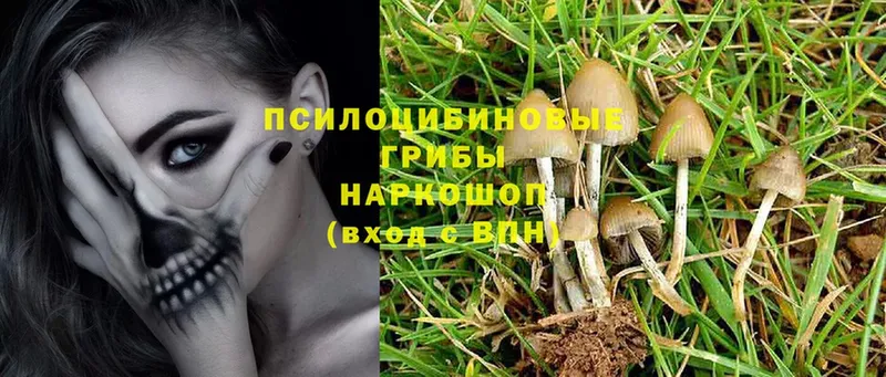 где продают наркотики  Калининск  Псилоцибиновые грибы Psilocybe 